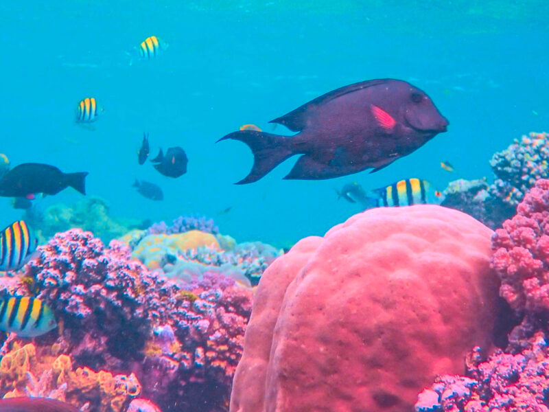 Les poissons les plus rares que l&rsquo;on puisse pêcher en France