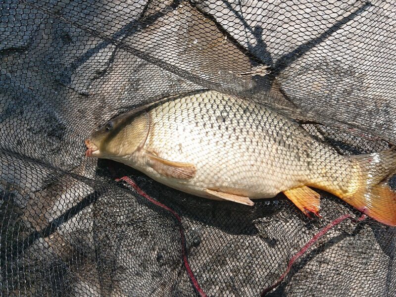 Restrictions sur la capture de certaines espèces de poissons