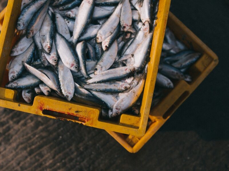 Quels poissons peut-on pêcher en France