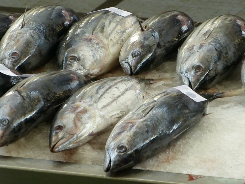 Où l&rsquo;on trouve des espèces de poissons spécifiques